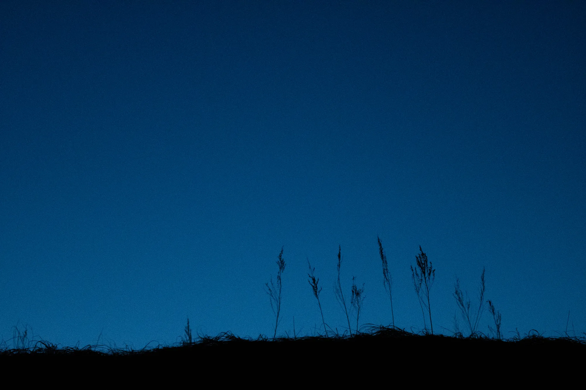 Dunegrass, Lake Michigan. 2021.